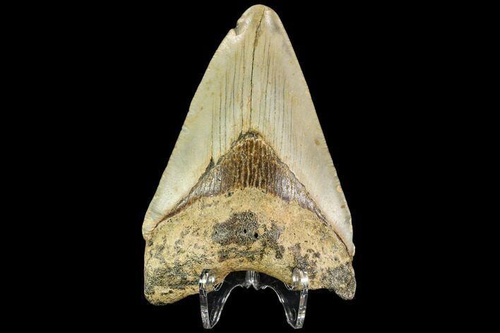 Fossil Megalodon Tooth - North Carolina #109892